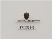 藏品(齒葉裂臀瓢蟲)的圖片